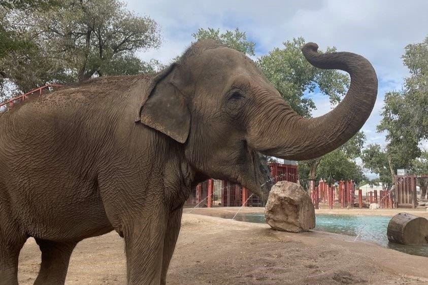 Stars and their eyes… Irene the elephant