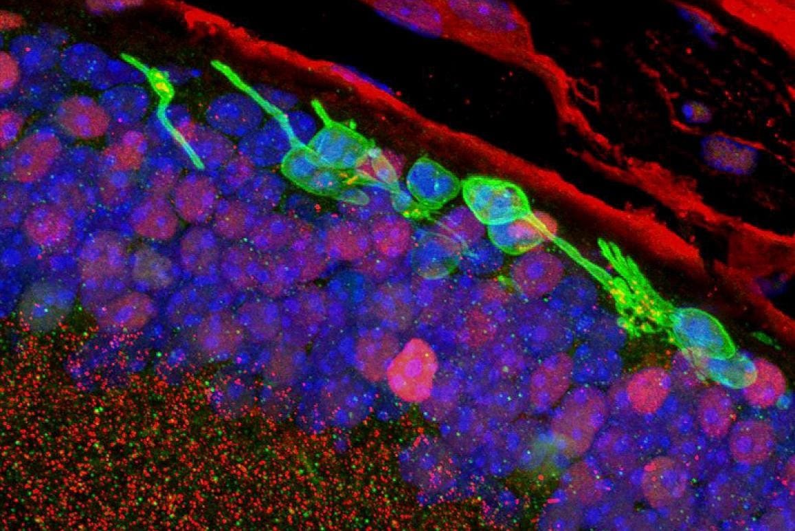 Skin cells transformed into photoreceptors