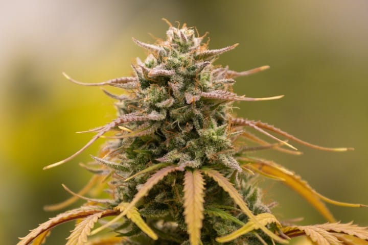 Cannabis protective against PVR? (1)
