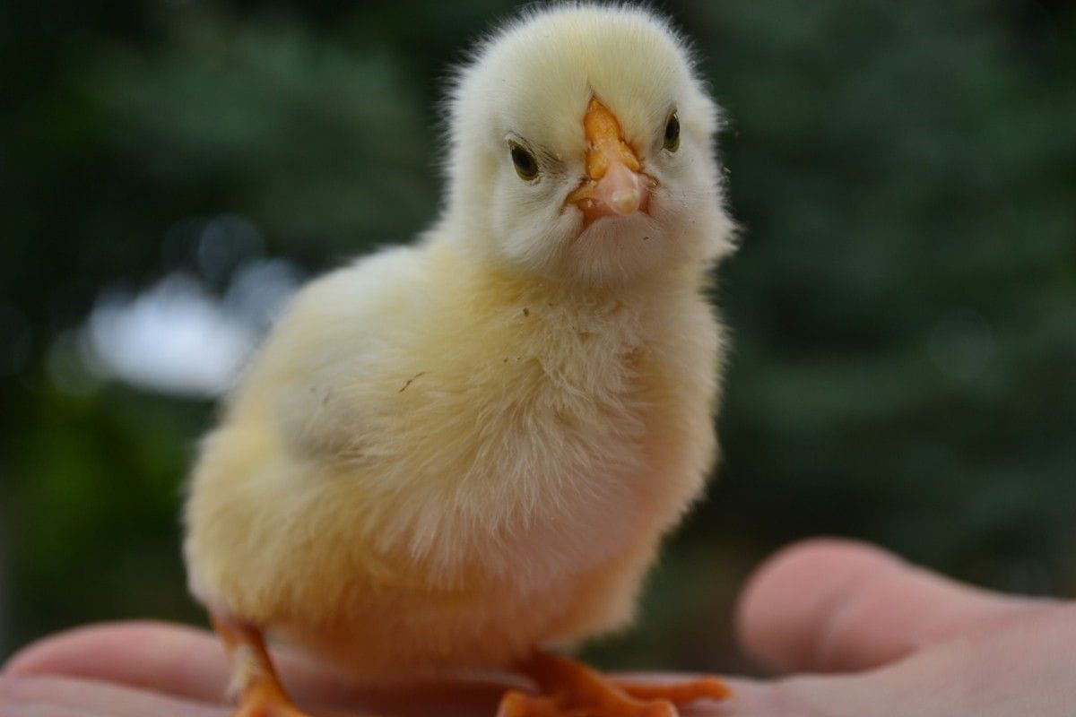qtqbhhkz chick 002