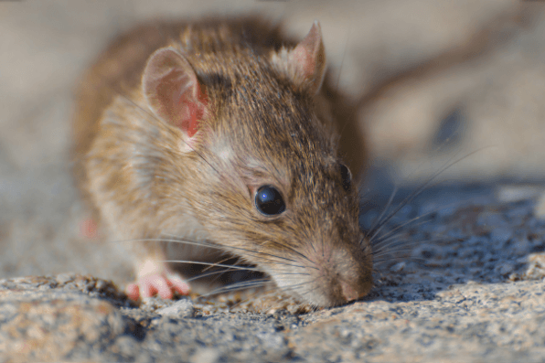 rcxnygmv mouse small