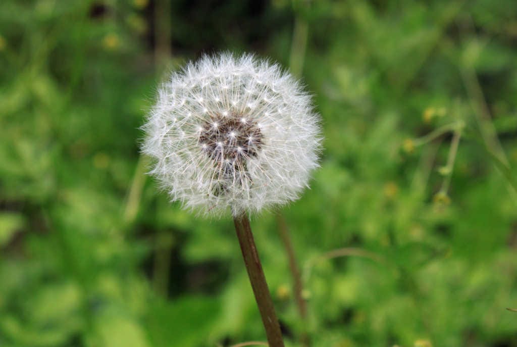 A spotlight on ocular allergies