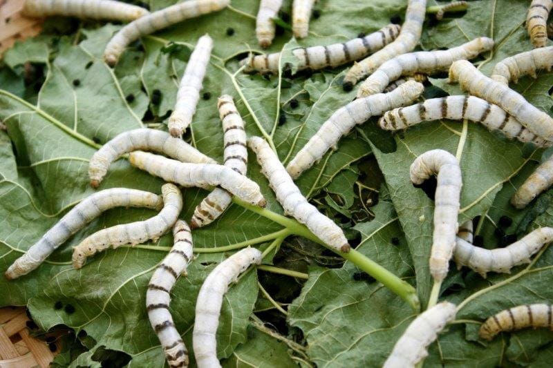 silkworm