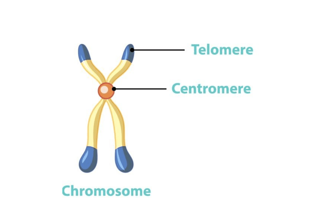telomere