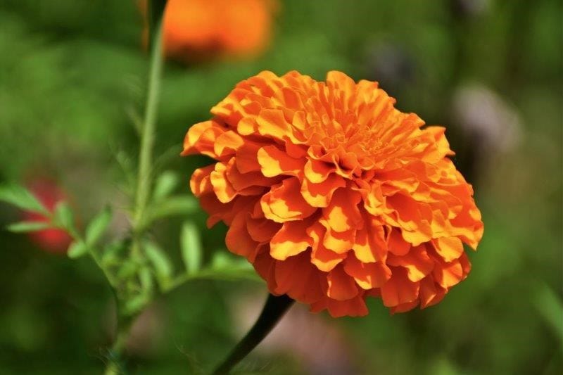 marigold flower