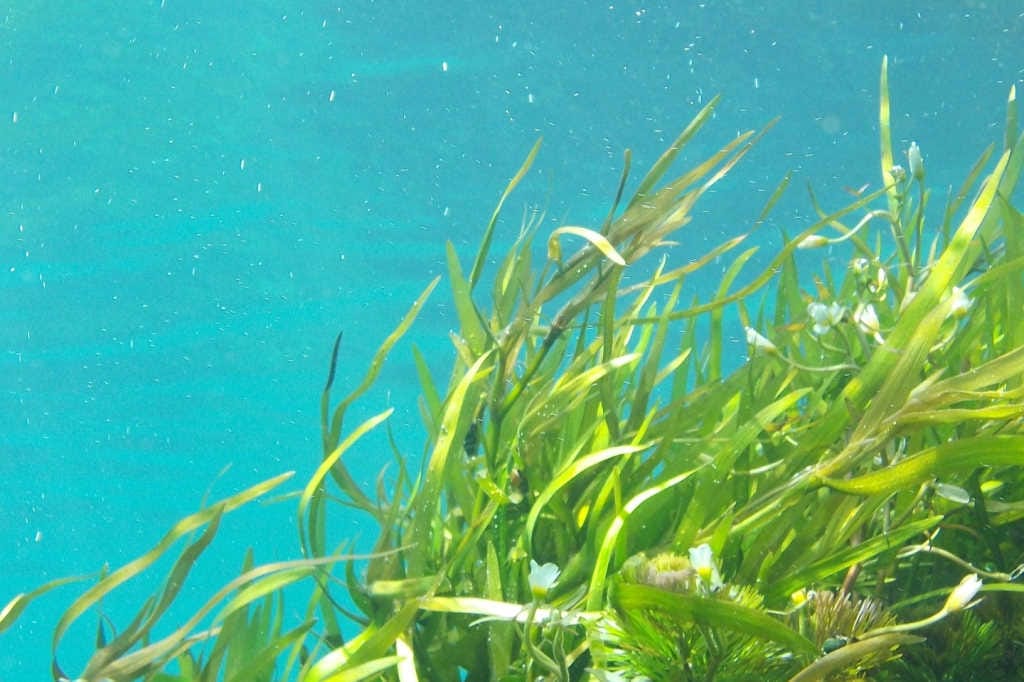 Seaweed for retinal detachment?
