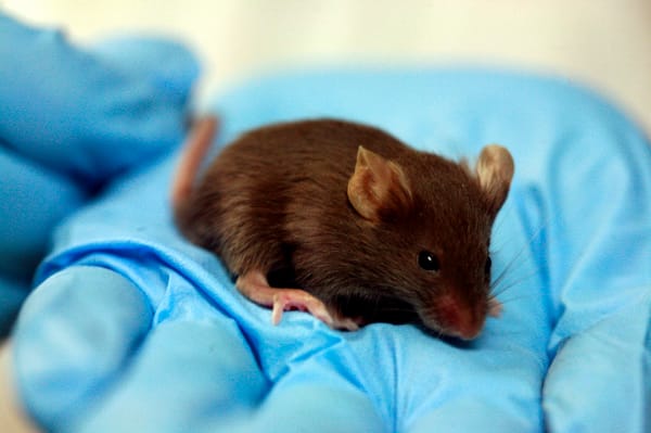 Single gene helps blind mice see