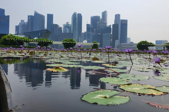 Success for Silmo Singapore and IOA
