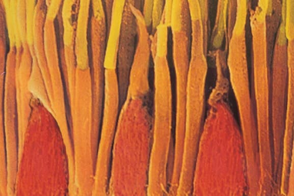 rods and cones primate retina online