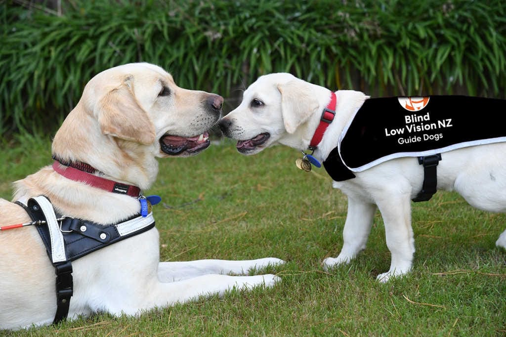 Guide dog Covid woes