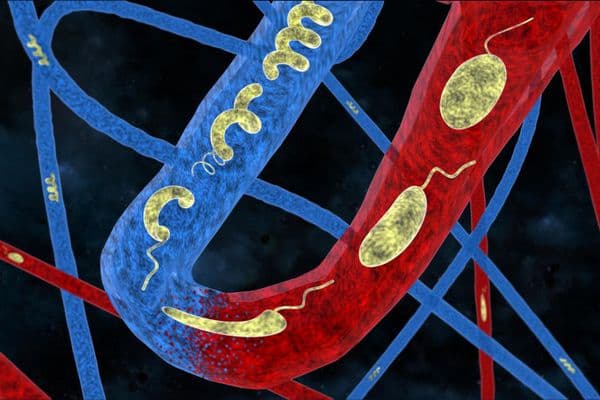 Shape-changing microrobots to carry drugs?