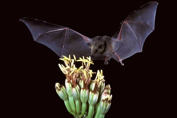 Vision therapy inspired by bats