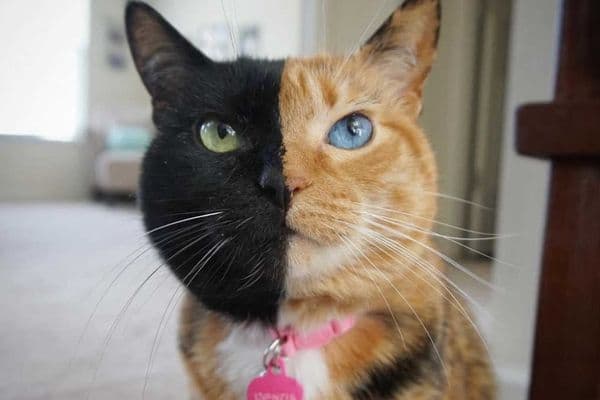 Stars and their eyes…Venus, the two-faced cat