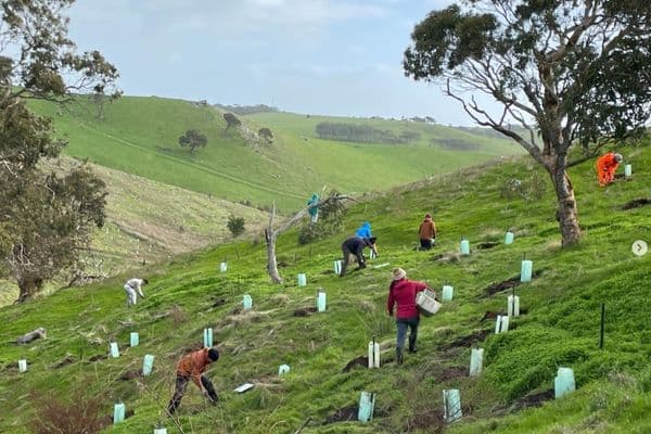Tree-planting success for RANZCO