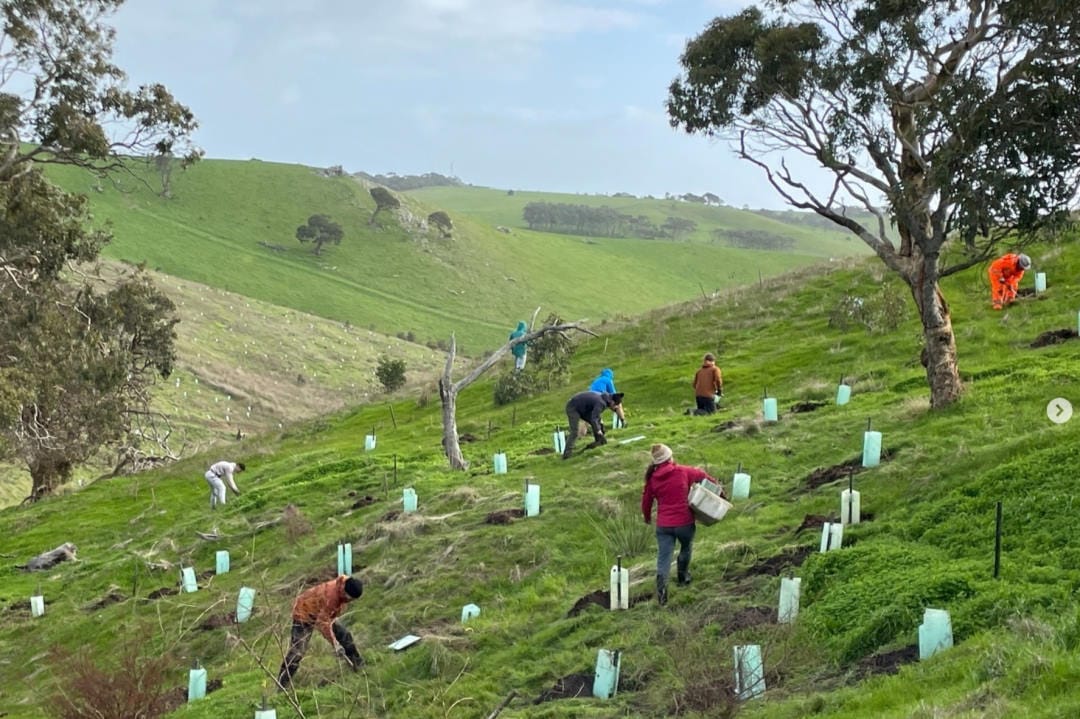 Tree-planting success for RANZCO