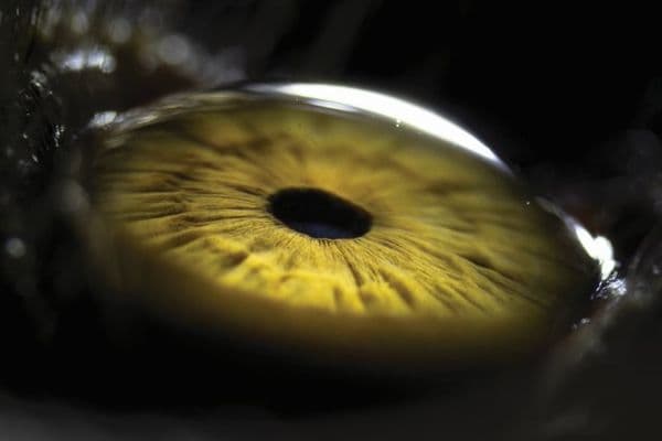 cornea close up