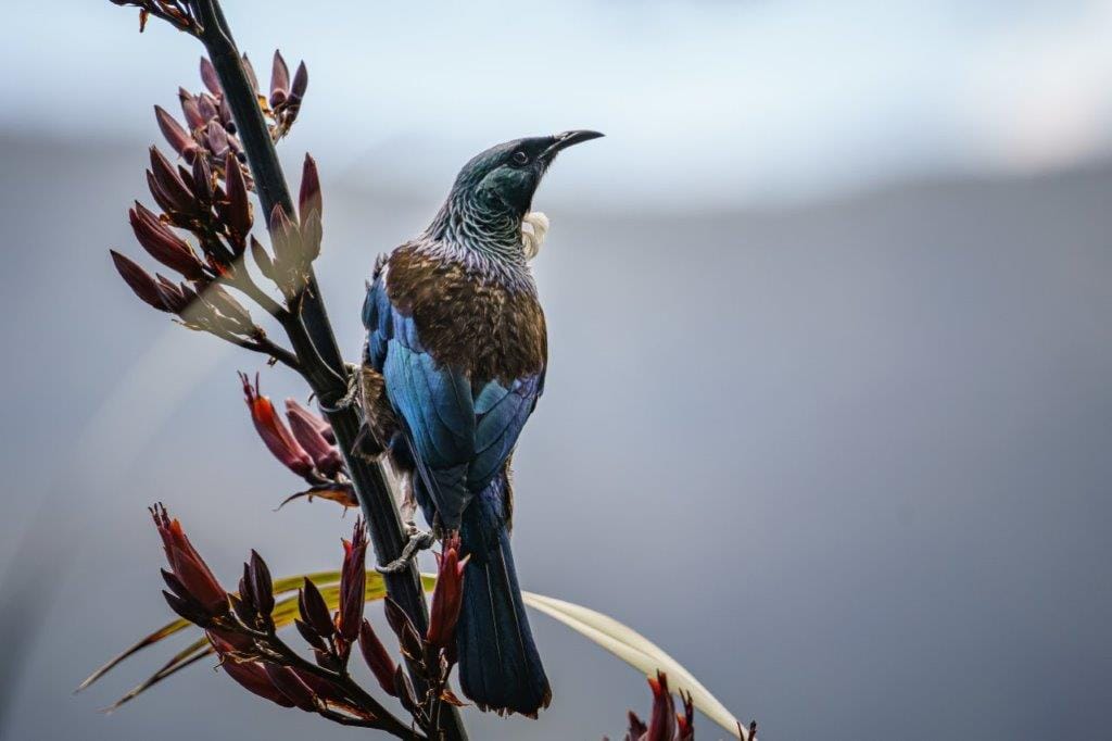 tui from freepik small