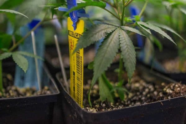 Cannabis trial for glaucoma?