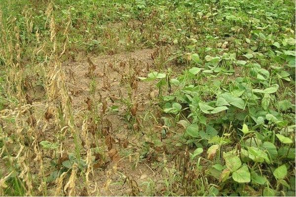 Rare plant fungus an emerging cause of eye infections