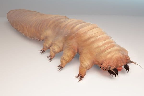 Demodex mites – how well do you know them?