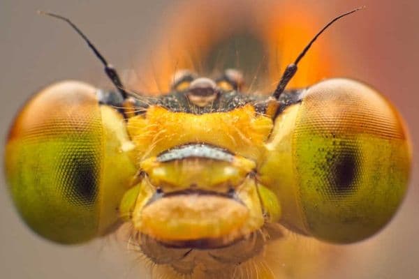 Dragonfly inspires vision tech