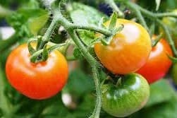 Xanotomatoes for AMD