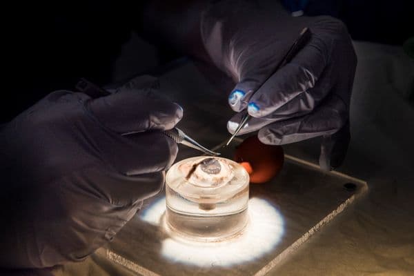 New microsurgical skills course