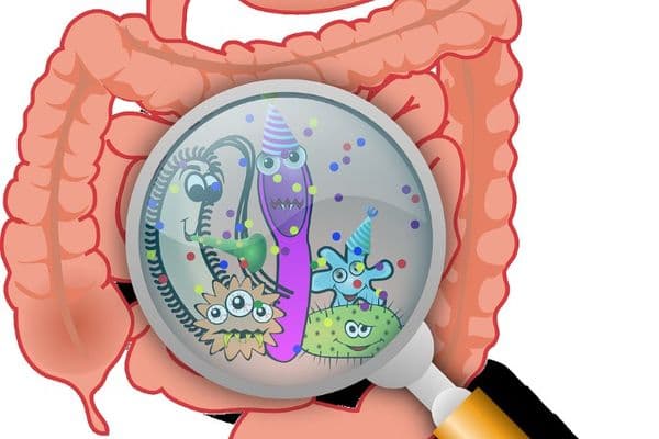 njhjuobf gut flora microbiota bacteria intestine online