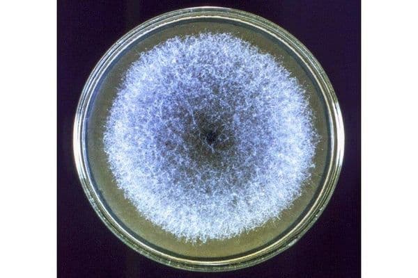 eye like petri dish flora microbes bacteria online