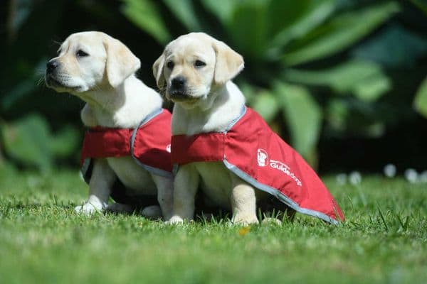 Support Red Puppy Appeal