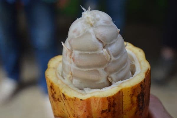 A double boon for cocoa?
