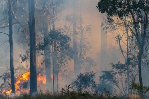ODMA donates A$10K to Bushfire Appeal