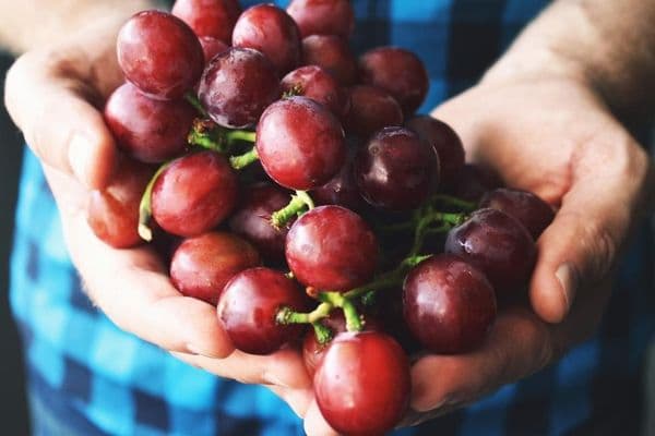 Grapes good for eyes