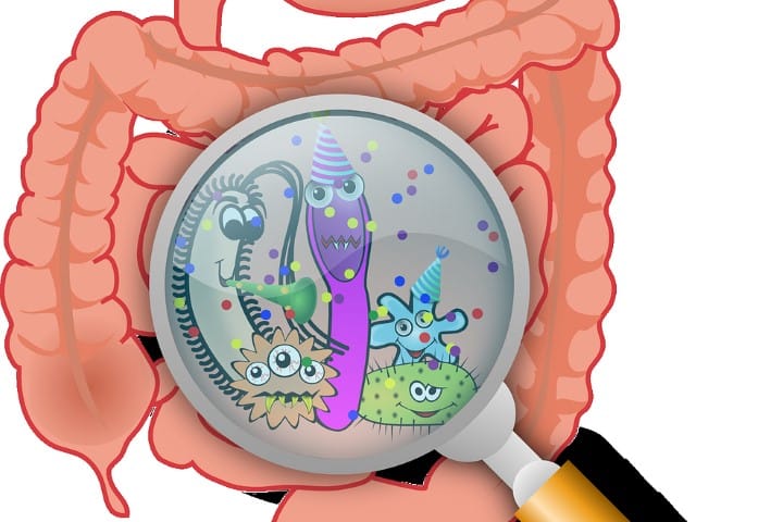 Gut flora and AMD