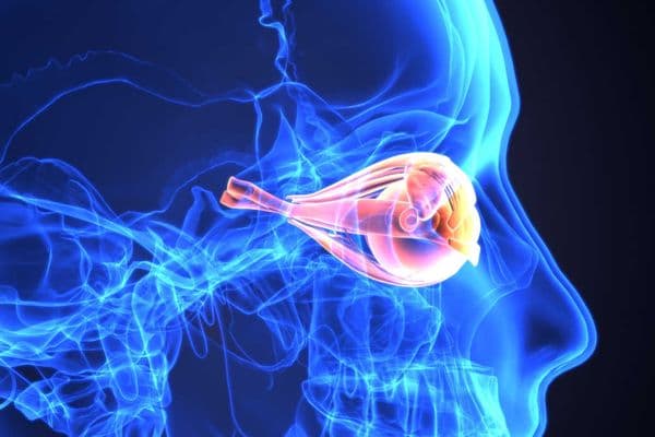 Optic nerve-repair molecule?