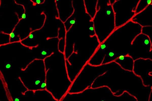 neurons and blood vessels in retina online