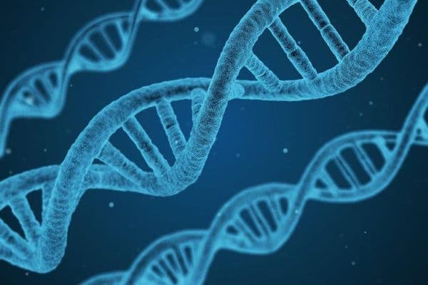 Mitochondrial DNA depleted in HTG patients